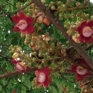 Meet your Posher, Joyce